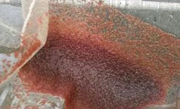 bisnis ternak kutu air